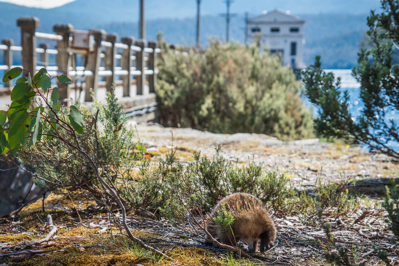 Local wildlife at Pumphouse