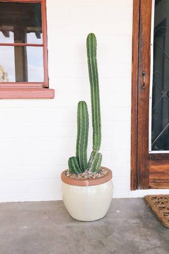 Cactus on the front porch